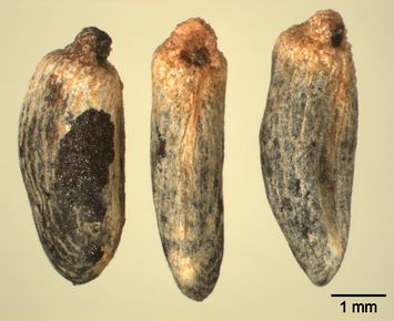 Vorschaubild Wiesenwachtelweizen